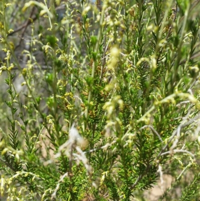 Cassinia sifton (Sifton Bush, Chinese Shrub) at Mount Jerrabomberra QP - 3 Feb 2019 by roachie