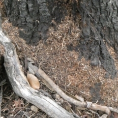 Papyrius nitidus (Shining Coconut Ant) at Theodore, ACT - 2 Feb 2019 by Owen