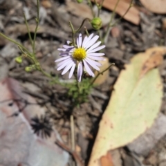 Brachyscome rigidula (Hairy Cut-leaf Daisy) at Mount Jerrabomberra QP - 3 Feb 2019 by roachie