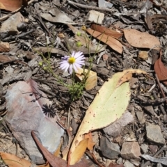 Brachyscome rigidula at Karabar, NSW - 3 Feb 2019