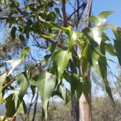 Brachychiton populneus subsp. populneus (Kurrajong) at Jerrabomberra, NSW - 3 Feb 2019 by roachie