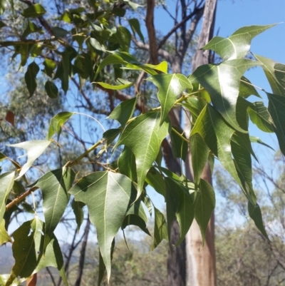 Brachychiton populneus subsp. populneus (Kurrajong) at Mount Jerrabomberra - 3 Feb 2019 by roachie