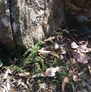 Asplenium flabellifolium at Jerrabomberra, NSW - 3 Feb 2019 01:00 PM