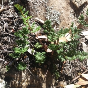 Cheilanthes sieberi at Jerrabomberra, NSW - 3 Feb 2019 12:59 PM