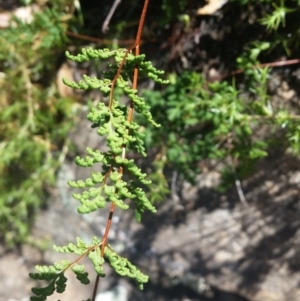 Cheilanthes sieberi at Jerrabomberra, NSW - 3 Feb 2019 12:59 PM