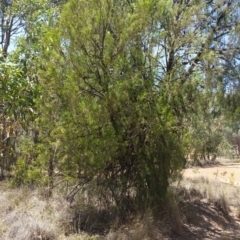 Exocarpos cupressiformis (Cherry Ballart) at Karabar, NSW - 3 Feb 2019 by roachie