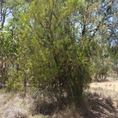 Exocarpos cupressiformis (Cherry Ballart) at Mount Jerrabomberra QP - 3 Feb 2019 by roachie