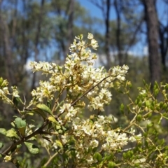 Bursaria spinosa (Native Blackthorn, Sweet Bursaria) at Mount Jerrabomberra - 3 Feb 2019 by roachie