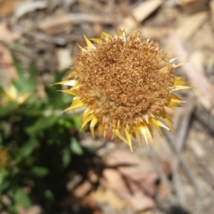 Coronidium oxylepis subsp. lanatum (Woolly Pointed Everlasting) at Jerrabomberra, NSW - 3 Feb 2019 by roachie