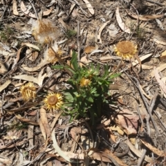 Coronidium oxylepis subsp. lanatum at Jerrabomberra, NSW - 3 Feb 2019 12:51 PM