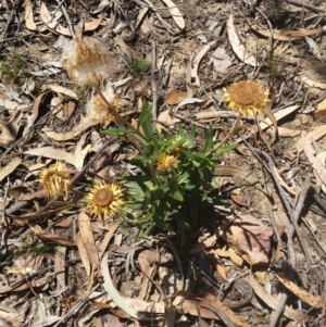 Coronidium oxylepis subsp. lanatum at Jerrabomberra, NSW - 3 Feb 2019 12:51 PM