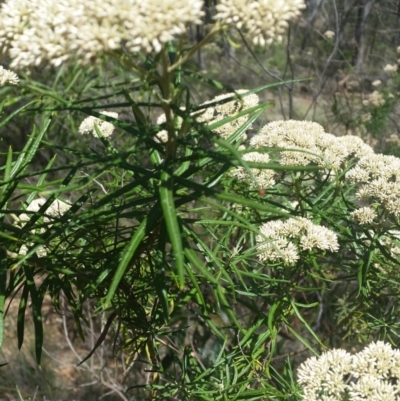 Cassinia longifolia (Shiny Cassinia, Cauliflower Bush) at Jerrabomberra, NSW - 3 Feb 2019 by roachie