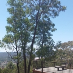 Acacia implexa (Hickory Wattle, Lightwood) at Jerrabomberra, NSW - 3 Feb 2019 by roachie