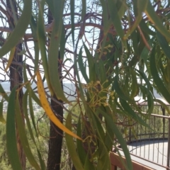 Acacia implexa at Jerrabomberra, NSW - 3 Feb 2019