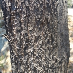 Acacia implexa at Jerrabomberra, NSW - 3 Feb 2019