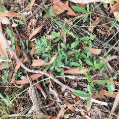 Glycine sp. at Yarralumla, ACT - 1 Feb 2019 by ruthkerruish