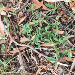 Glycine sp. at Yarralumla, ACT - 1 Feb 2019 10:00 PM