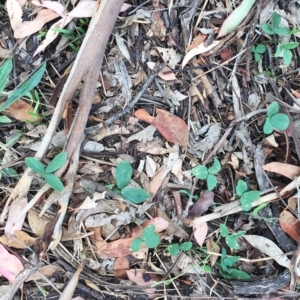 Glycine sp. at Yarralumla, ACT - 1 Feb 2019