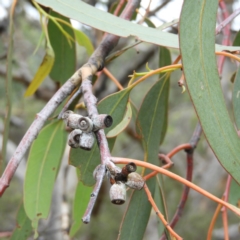 Eucalyptus nortonii (Mealy Bundy) at Tennent, ACT - 2 Feb 2019 by MatthewFrawley