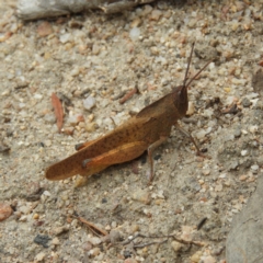 Goniaea carinata (Black kneed gumleaf grasshopper) at Tennent, ACT - 2 Feb 2019 by MatthewFrawley