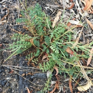 Acaena echinata at Yarralumla, ACT - 1 Feb 2019