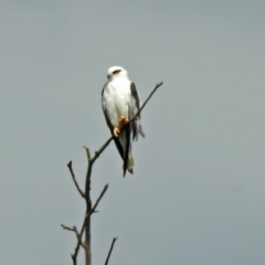 Elanus axillaris (Black-shouldered Kite) at Fyshwick, ACT - 2 Feb 2019 by RodDeb