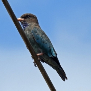 Eurystomus orientalis at Fyshwick, ACT - 2 Feb 2019