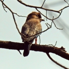 Eurystomus orientalis at Fyshwick, ACT - 2 Feb 2019