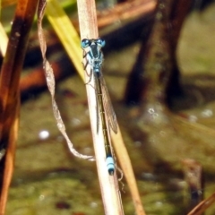 Ischnura heterosticta at Fyshwick, ACT - 2 Feb 2019