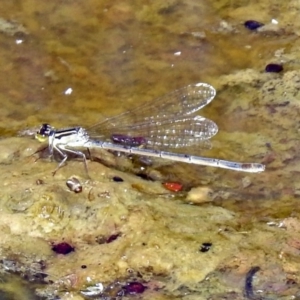 Ischnura heterosticta at Fyshwick, ACT - 2 Feb 2019