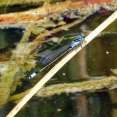 Ischnura heterosticta at Fyshwick, ACT - 2 Feb 2019