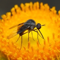 Geron nigralis (Slender bee fly) at Acton, ACT - 2 Feb 2019 by Tim L