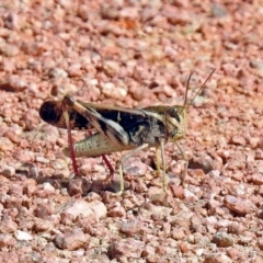 Gastrimargus musicus (Yellow-winged Locust or Grasshopper) at Jerrabomberra Wetlands - 2 Feb 2019 by RodDeb