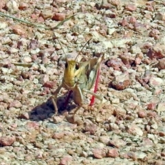 Gastrimargus musicus at Fyshwick, ACT - 2 Feb 2019 03:52 PM