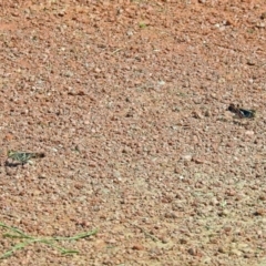 Gastrimargus musicus at Fyshwick, ACT - 2 Feb 2019 03:52 PM