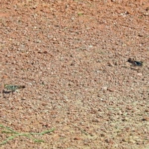 Gastrimargus musicus at Fyshwick, ACT - 2 Feb 2019 03:52 PM