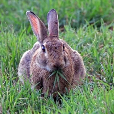 Oryctolagus cuniculus (European Rabbit) at Fyshwick, ACT - 2 Feb 2019 by RodDeb