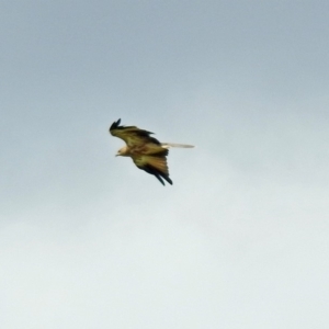 Haliastur sphenurus at Fyshwick, ACT - 2 Feb 2019 04:00 PM