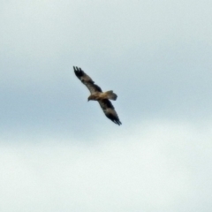 Haliastur sphenurus at Fyshwick, ACT - 2 Feb 2019 04:00 PM