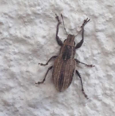 Naupactus leucoloma (White-fringed weevil) at Narrabundah, ACT - 3 Feb 2019 by YellowButton