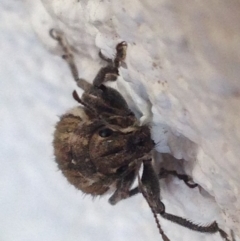 Naupactus leucoloma at Narrabundah, ACT - 3 Feb 2019 05:57 PM