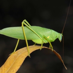 Caedicia simplex at Hackett, ACT - 2 Feb 2019 01:09 PM