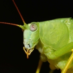 Caedicia simplex at Hackett, ACT - 2 Feb 2019 01:09 PM