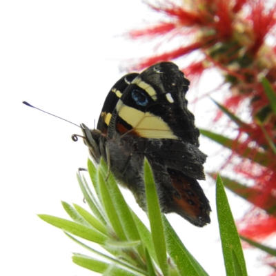 Vanessa itea (Yellow Admiral) at Kambah, ACT - 3 Feb 2019 by MatthewFrawley