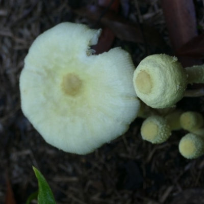 Leucocoprinus birnbaumii (Plantpot Dapperling) at Morton, NSW - 29 Jan 2019 by vivdavo