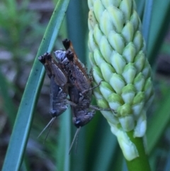 Phaulacridium vittatum (Wingless Grasshopper) at Mirador, NSW - 2 Feb 2019 by hynesker1234