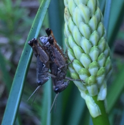 Phaulacridium vittatum (Wingless Grasshopper) at Mirador, NSW - 3 Feb 2019 by hynesker1234