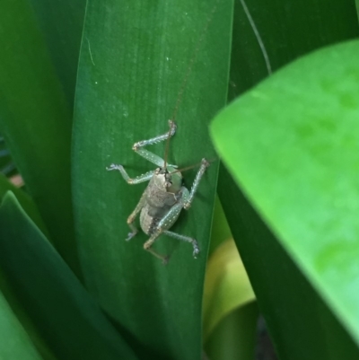 Tettigoniidae (family) (Unidentified katydid) at Mirador, NSW - 3 Feb 2019 by hynesker1234