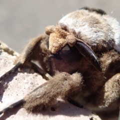 Endoxyla lituratus (A Wattle Goat Moth) at Belconnen, ACT - 2 Feb 2019 by Laserchemisty