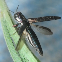 Agrilus hypoleucus at Stromlo, ACT - 2 Feb 2019 11:15 PM